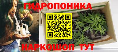 крисы Гай